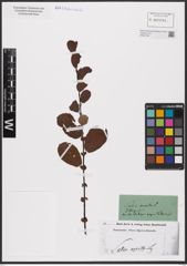 Foto von Salix aurita L.